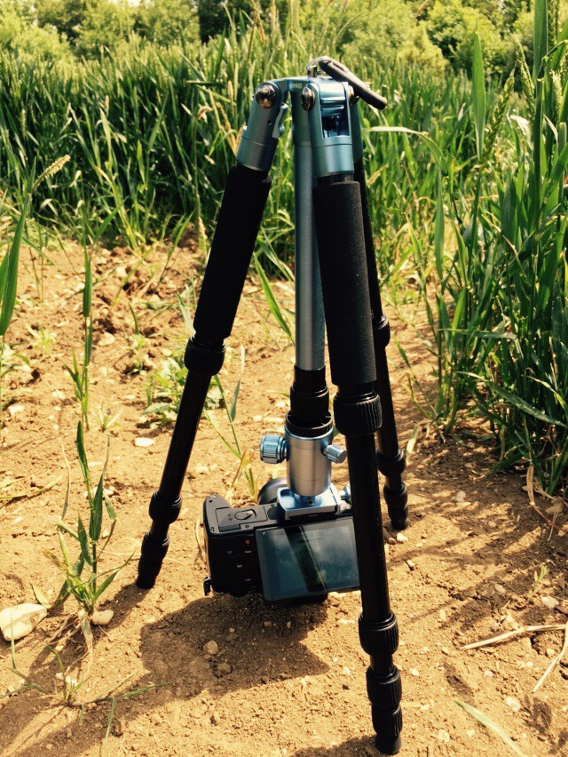 The Sirui T-005X tripod with the dentre pole reversed to allow the camera to be mounted upside down very close to the ground